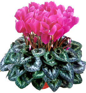 廚房擺放這三種花招財