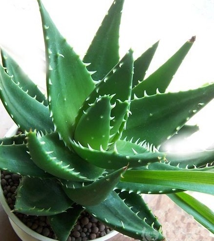 風水植物蘆薈的作用