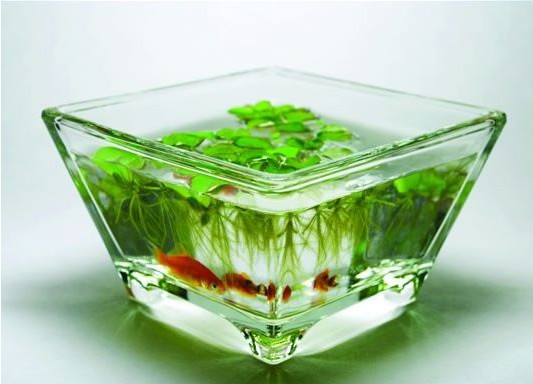 十二生肖養金魚添運