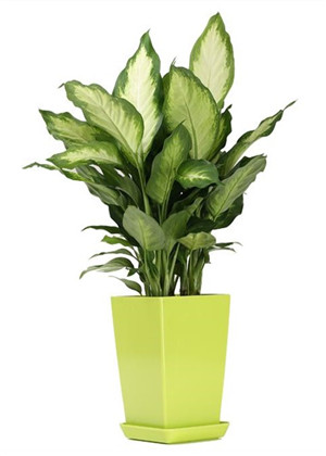 銀皇後有什麼風水作用？你知道擺在哪裡嗎？