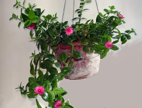 養什麼植物對風水好