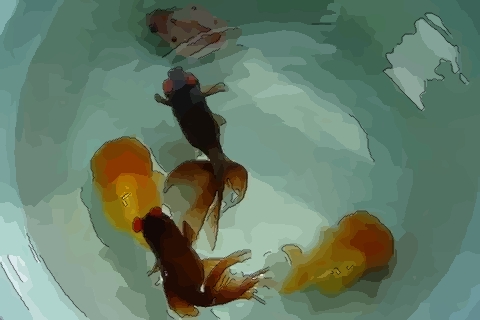 養魚可以改善風水 關於養魚的六大禁忌要清楚