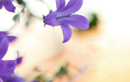 家居植物風水知識