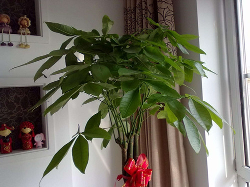 2018年那些改善財運的家居風水