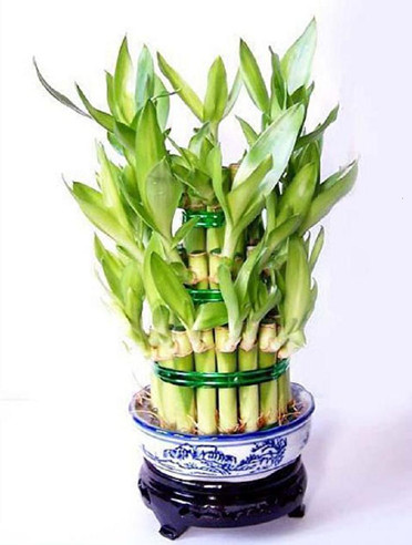 2013年旺家的家居風水植物