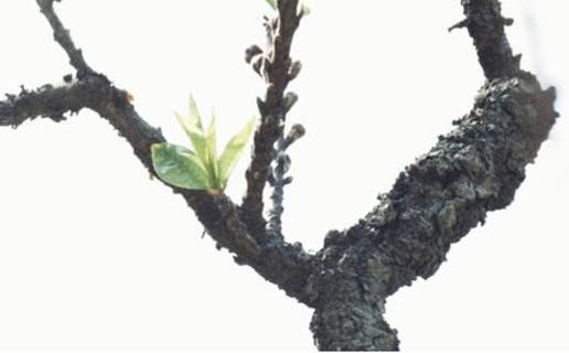 八字午時出生人的命運怎樣 午時出生的男女運勢怎麼樣