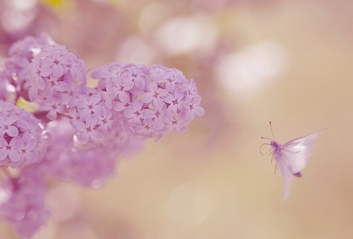招桃花 風水