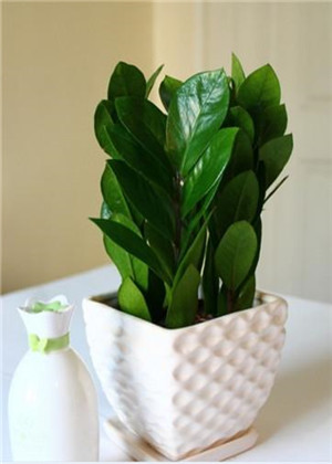 卧室放什麼植物最旺財?你選對了嗎?