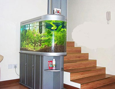 為何養魚要擇日？如何決定魚缸和養魚位置？擺好魚缸位置招來財運