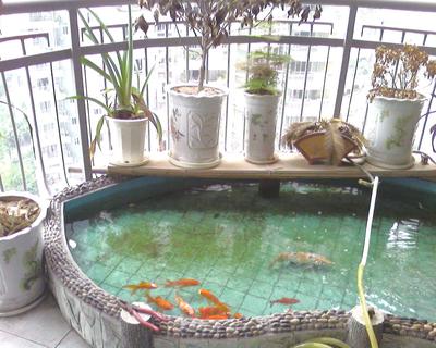 陽台養魚風水