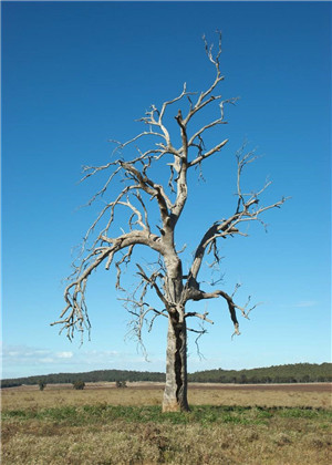 庭院有枯樹會導致家庭衰敗嗎？應該立即移除