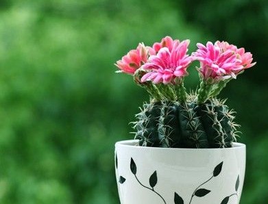 仙人球的風水作用