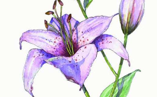 2021年虎女的添丁運 屬虎人的子女運怎麼樣