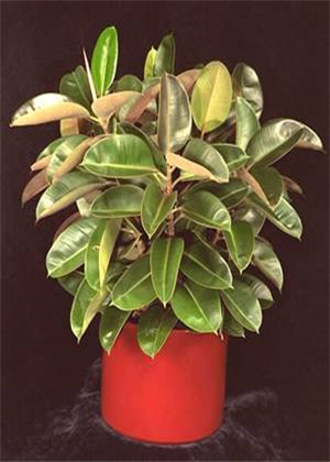 客廳財位放什麼植物好?金錢樹就很不錯