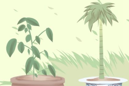 床頭櫃放什麼植物好 有推薦嗎