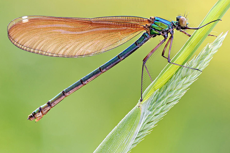 家裡飛來蜻蜓的風水徵兆 驅災攜福