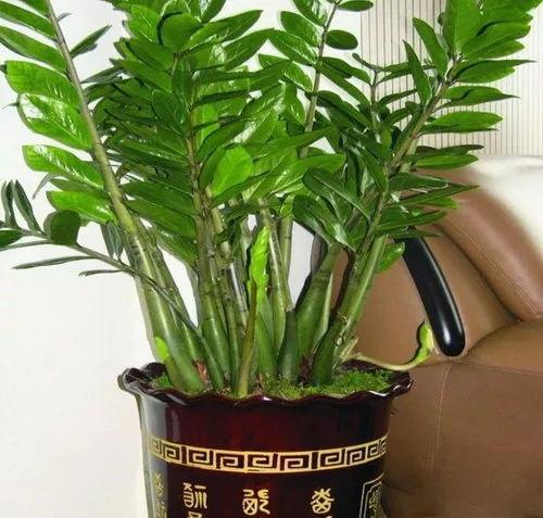 家居中金錢樹的擺放注意事項，全注意了好運就來了！