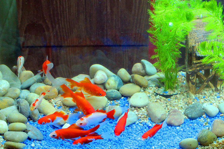 家裡擺什麼可以轉運 魚缸最實用