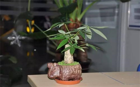 發財樹的擺放風水,這個地方不能放!