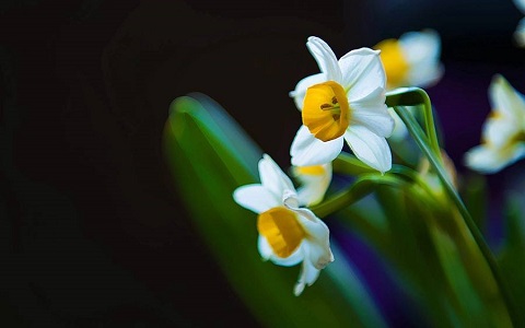 家裡養什麼花風水好，首選這幾款
