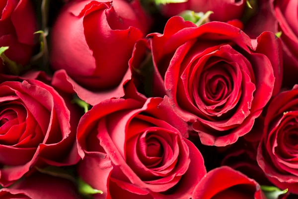11朵紅玫瑰花花語 一生一世的愛意