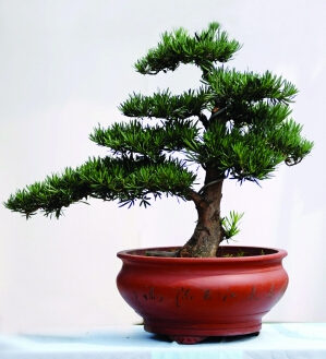 羅漢松，吉祥守護神