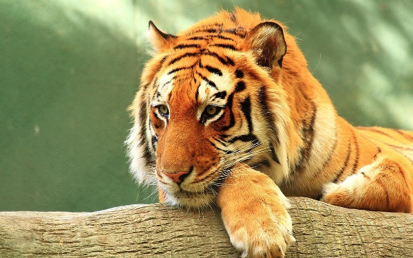 屬虎人出生時的命運怎麼樣 子時一生坎坷