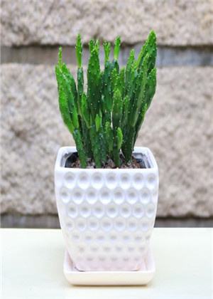 家中適合養什麼多肉植物？這五種植物美觀有效