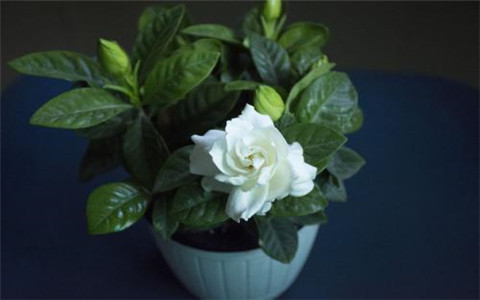 梔子花的風水作用,催旺家運就選它