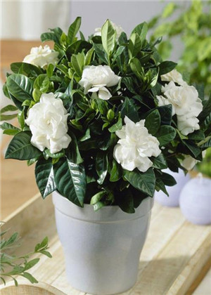 梔子花的風水作用,催旺家運就選它