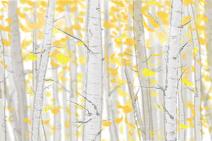 家裡養竹子好不好 有什麼講究