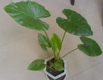 滴水觀音的風水作用