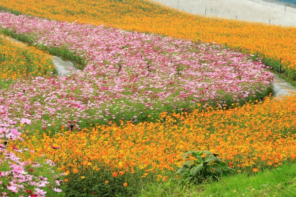十月的花語是什麼 花卉花語基礎知識