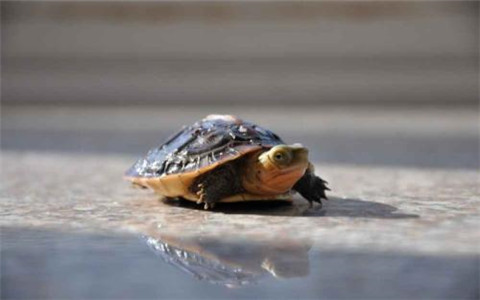 家中養龜的風水講究，忌種類雜亂繁多