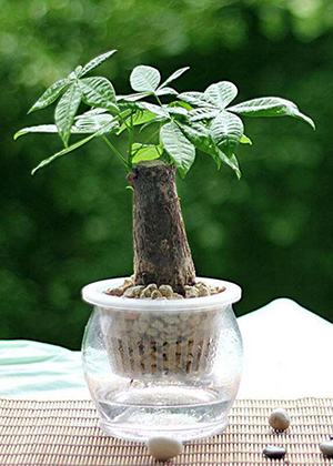 客廳養什麼植物風水好?這些綠植最受歡迎