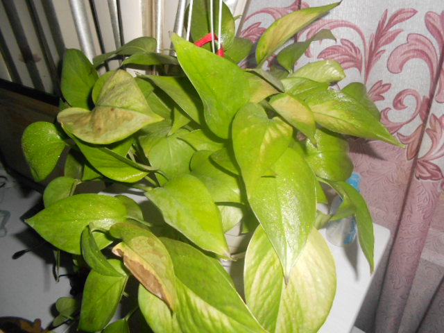 綠蘿葉子發黃怎麼辦
