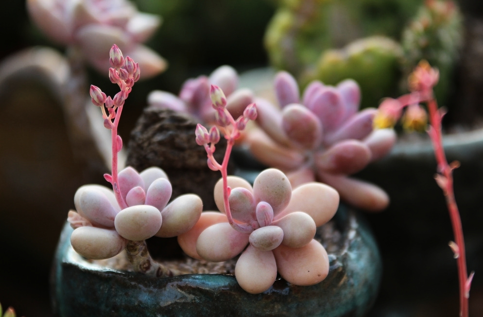 辦公室多肉植物的擺放有哪些風水禁忌？