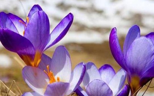 番紅花花語與傳說是什麼 真心與愛情