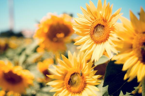 生日送太陽花代表什麼意思 解讀鮮花密碼