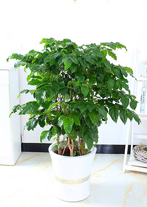 客廳養什麼植物風水好?這些綠植最受歡迎