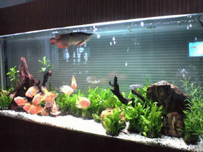 2020年，旺財運的風水布局有哪些？