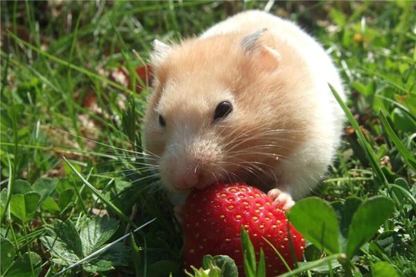 家裡出現老鼠預示發財