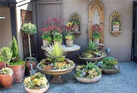 新家放什麼大型盆栽風水好