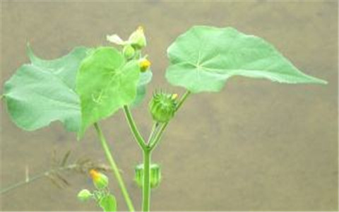 門口雜草多會影響風水嗎？要儘快鏟除！