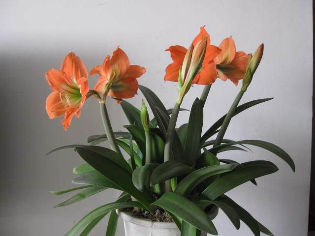 辦公室擺放朱頂紅的風水好嗎？朱頂紅的花語是什麼？