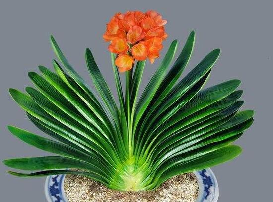 想旺財？在廚房裡放這三種花試試！