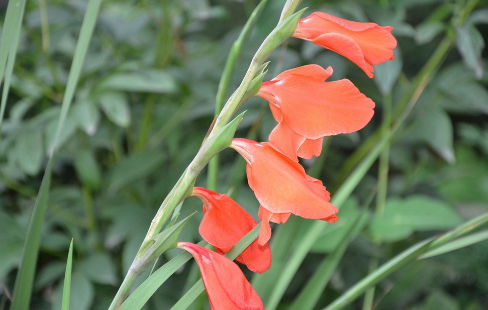 辦公室擺放什麼植物對風水比較好？