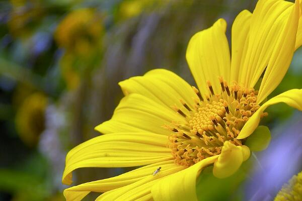 生日送太陽花代表什麼意思 解讀鮮花密碼