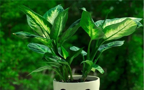 客廳植物擺放風水，需要注意哪些禁忌呢？