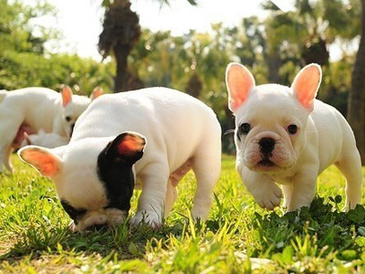 室內養狗需知的風水知識